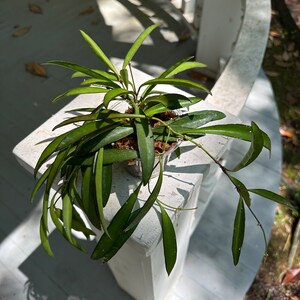 Hoya Wayetii Houseplant BabsPlants image 1