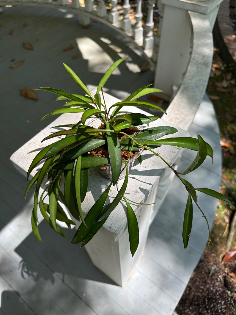 Hoya Wayetii Houseplant BabsPlants image 1