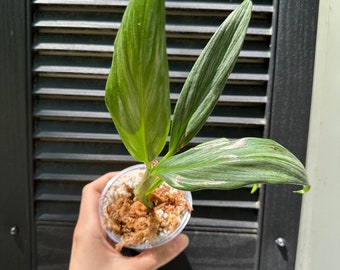 Rare Epipremnum Amplissimum Silver Stripe Houseplant | BabsPlants