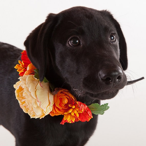 dog flower girl collar