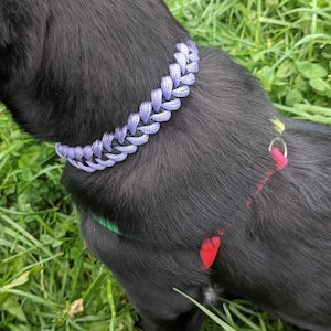 Puede incluir: Un perro negro con un collar trenzado morado y una correa roja y verde.