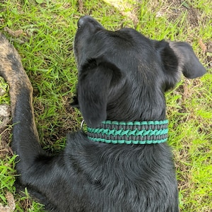 Puede incluir: Un perro negro con un collar de paracord verde y negro. El perro está acostado de lado en un área cubierta de hierba.