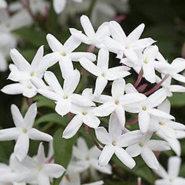 Star Jasmine Vine, LIVE POTTED Plant, Jasminoides, Very Fragrant