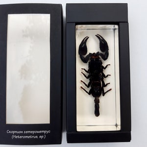 Scorpion inclusion resin insect