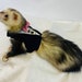 see more listings in the Ferret  clothes section