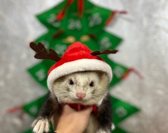 Cat and Ferret Matching Pfp Cristmas