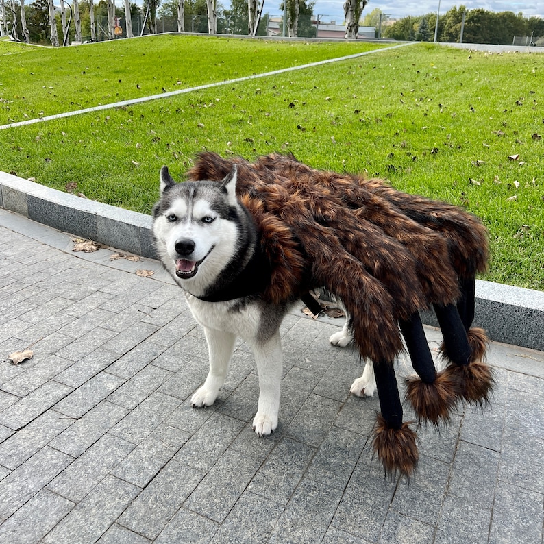Op de afbeelding: Een zwart-witte husky-hond die een bruin en zwart spinnenkostuum draagt. De hond staat op een grijs betonnen oppervlak.