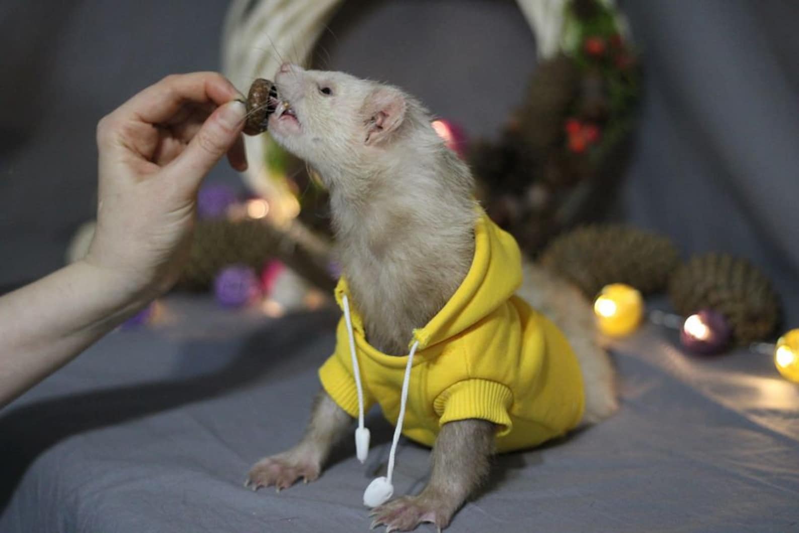 Ferret Sweater Hoody Clothes for Ferret.personalization Etsy Australia