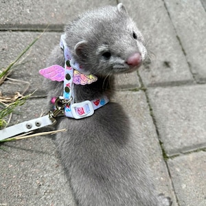 The harness and leash are white with a heart print and wings on the harness.
