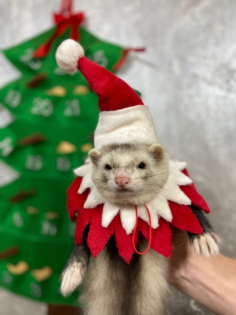 New year costume ferrets. Clothes for Ferrets Santa�s Etsy New year costume ferrets. Clothes for Ferrets Santa�s Etsy