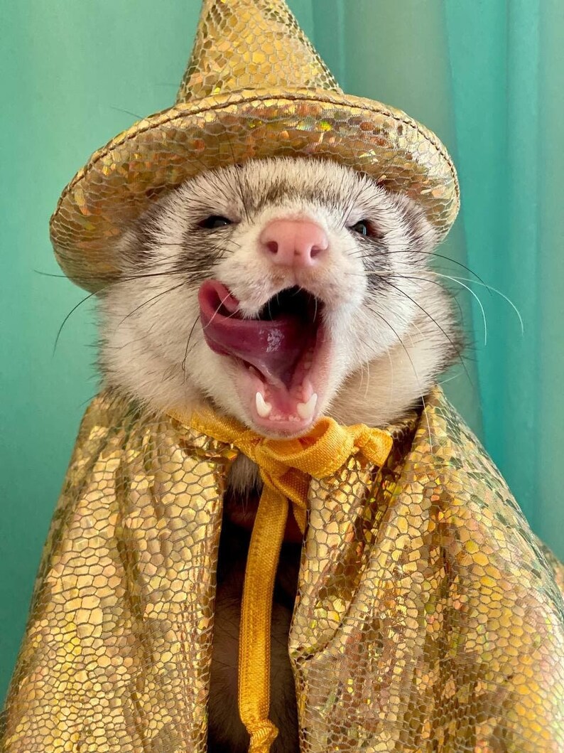 Halloween Ferret Costume Magical Ferret Costume Ferret Etsy
