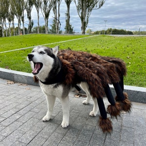 Op de afbeelding: Een grijze en witte husky-hond die een bruin en zwart spinnenkostuum draagt. De hond staat op een grijs betegeld terras.
