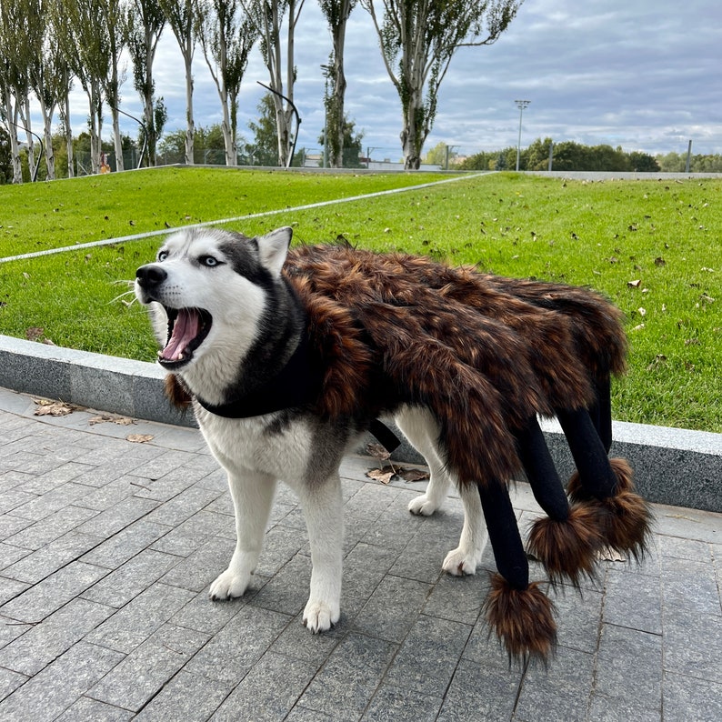 Op de afbeelding: Een grijze en witte husky-hond die een bruin en zwart spinnenkostuum draagt. De hond staat op een grijs betegeld terras.