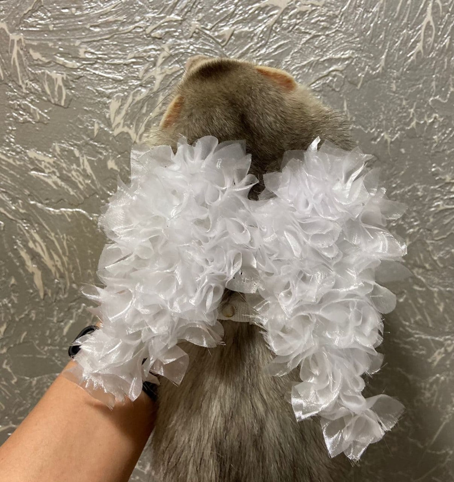 White harness and leash ferret Harness with wings Etsy