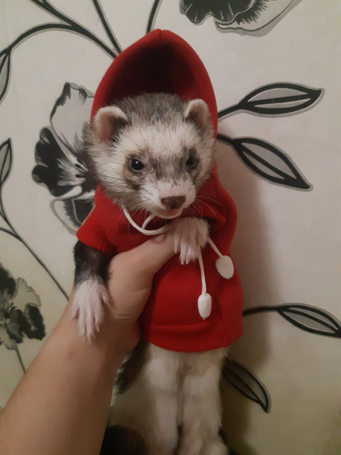 Personalized Ferret Clothes Ferret Hoodies Personalized Pet Etsy