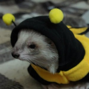 Bumblebee costume for a ferret. Ferret clothing Halloween pet carnival