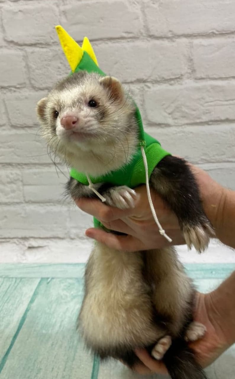 Dragon Costume for Ferret. Ferret Costume Ferret Clothing Etsy