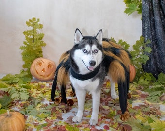 Creepy spider costume for small and large dogs Pet costumes.Dog clothes Scary Spider halloween Giant mutant spider dog costume