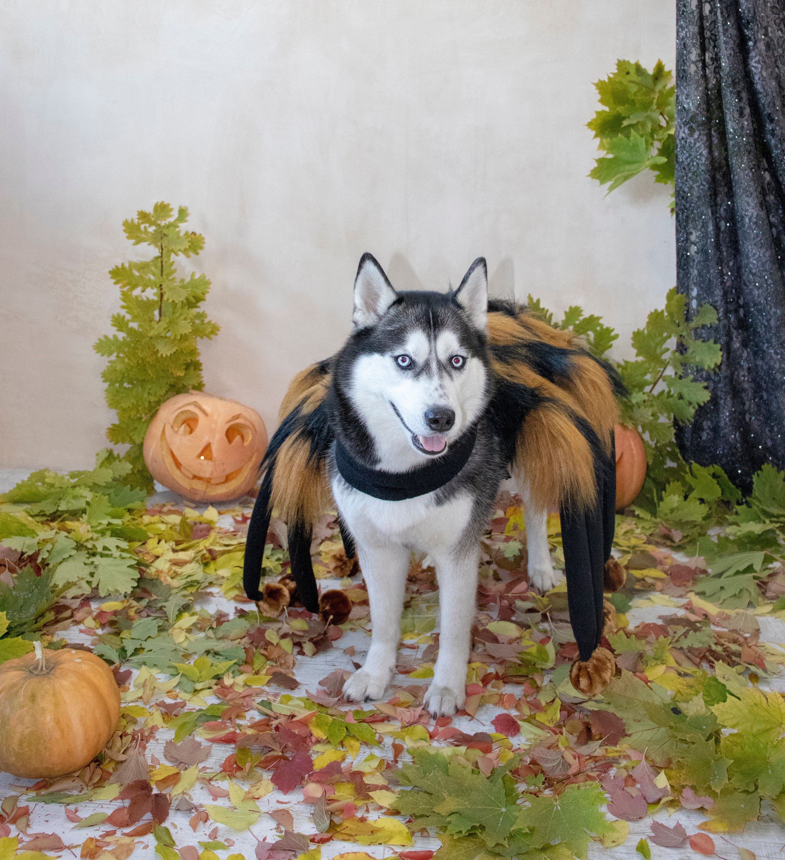 dog costume spider