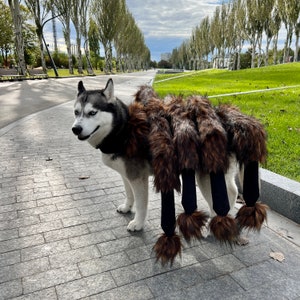 Creepy spider costume for small and large dogs, . Scary Spider Halloween, Giant mutant spider dog costume.Pet costumes.Dog clothes image 1