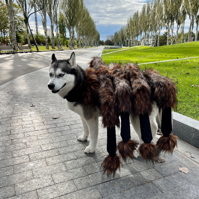 Op de afbeelding: Een zwart-witte husky-hond die een bruin en zwart spinnenkostuum draagt. De hond staat op een geplaveid pad met bomen op de achtergrond.