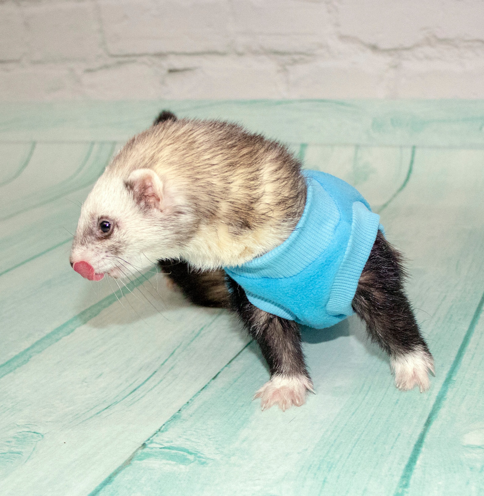 Ferret Clothes . Sweater and Tshirt for Ferrets Warm Clothes Etsy