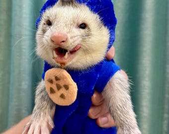 May include: A white ferret wearing a blue and white costume with googly eyes and a brown cookie on the front. The ferret is looking at the camera with its mouth open.