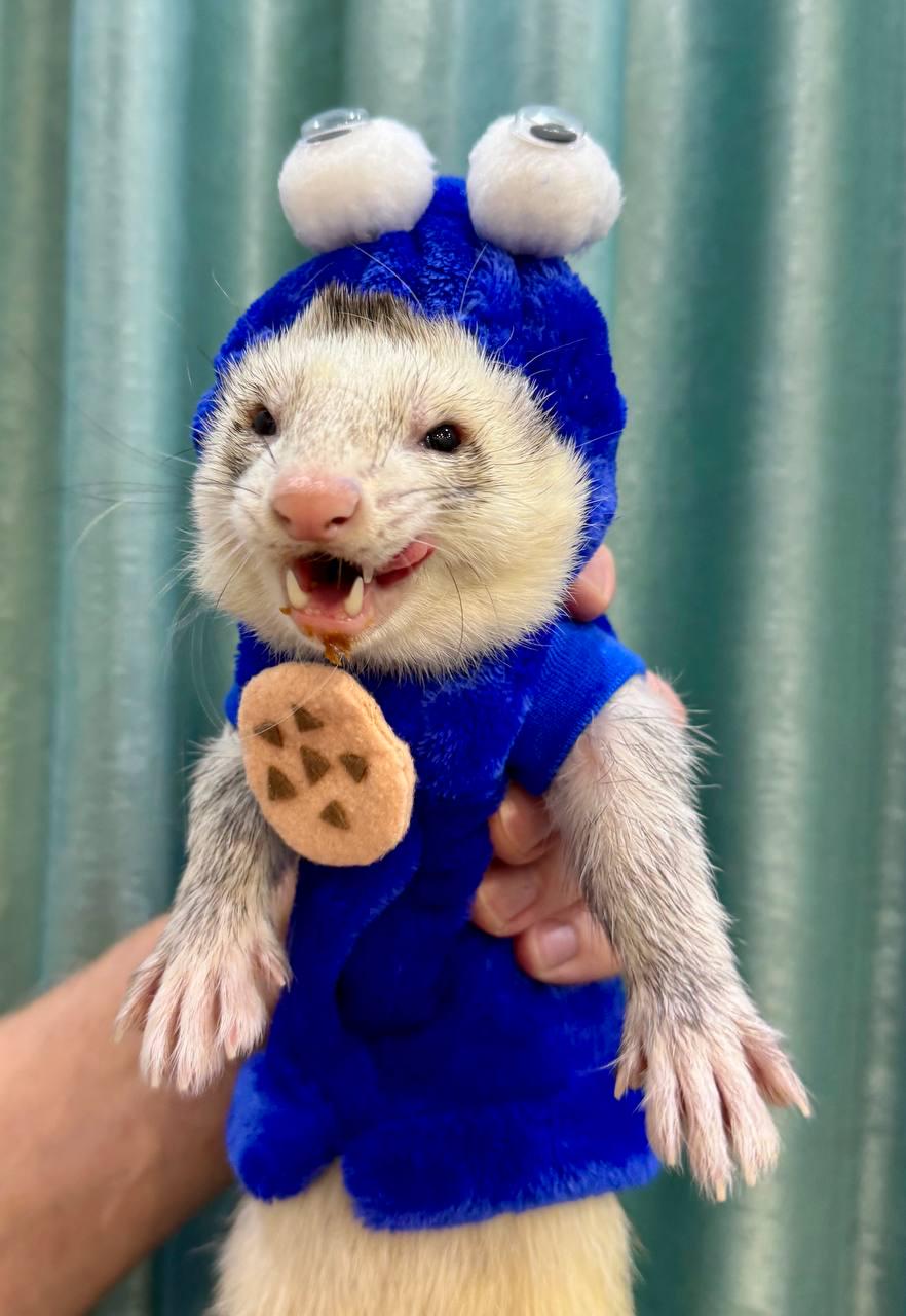 Déguisement de furet, costume de monstre cookie, costume de furet cookie mignon, costume de petit monstre animal de compagnie, vêtements de furet pour Halloween. Petits animaux mignons