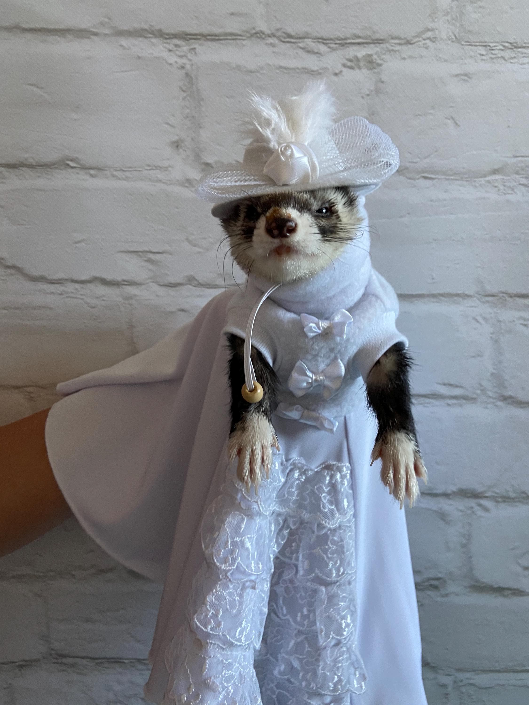 White princess dress for ferret. Costume props for ferrets. Bride's dress for a wedding