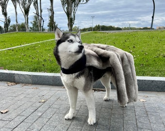 Giant mutant spider dog costume wheat colors, fur.Creepy spider costume for small and large dogs, Pet costumes. Scary Spider halloween,
