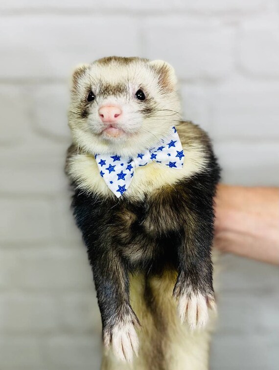 Ferret bow tie Clearance