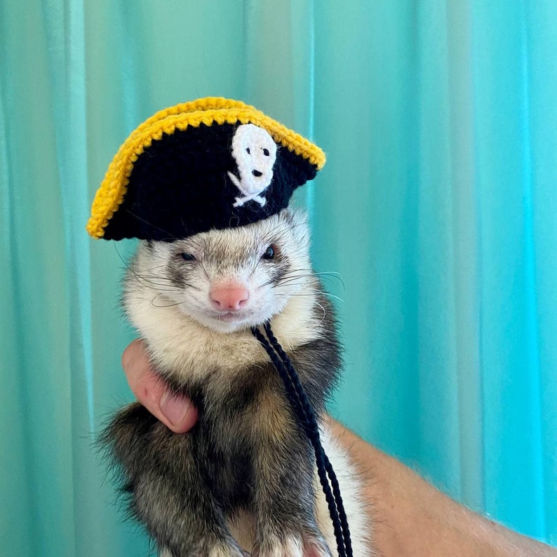 May include: A ferret wearing a black and yellow pirate hat with a white skull and crossbones design. The hat has a yellow brim and a black crown.