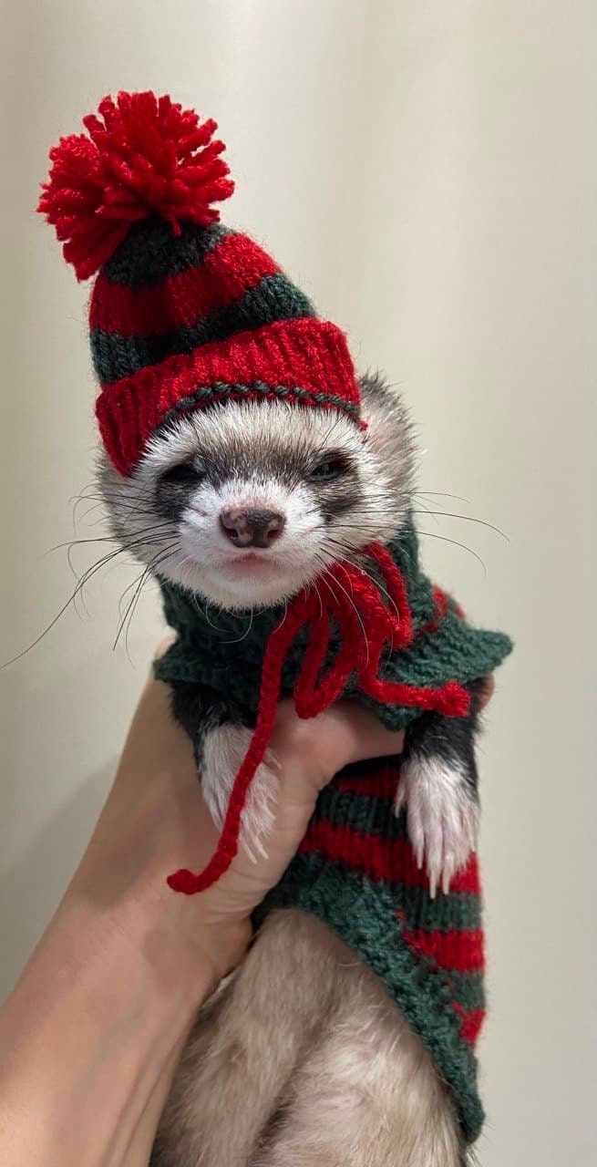 Homedy Crafts Ferret Hat And Scarf Set - Adorable Pet Costume Accessories