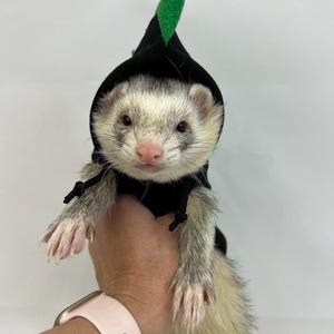 Toothless Dragon Costume, Hooded Cape | How to Train Your Dragon | For Little Pets | Toothless Dragon Costume for Ferrets