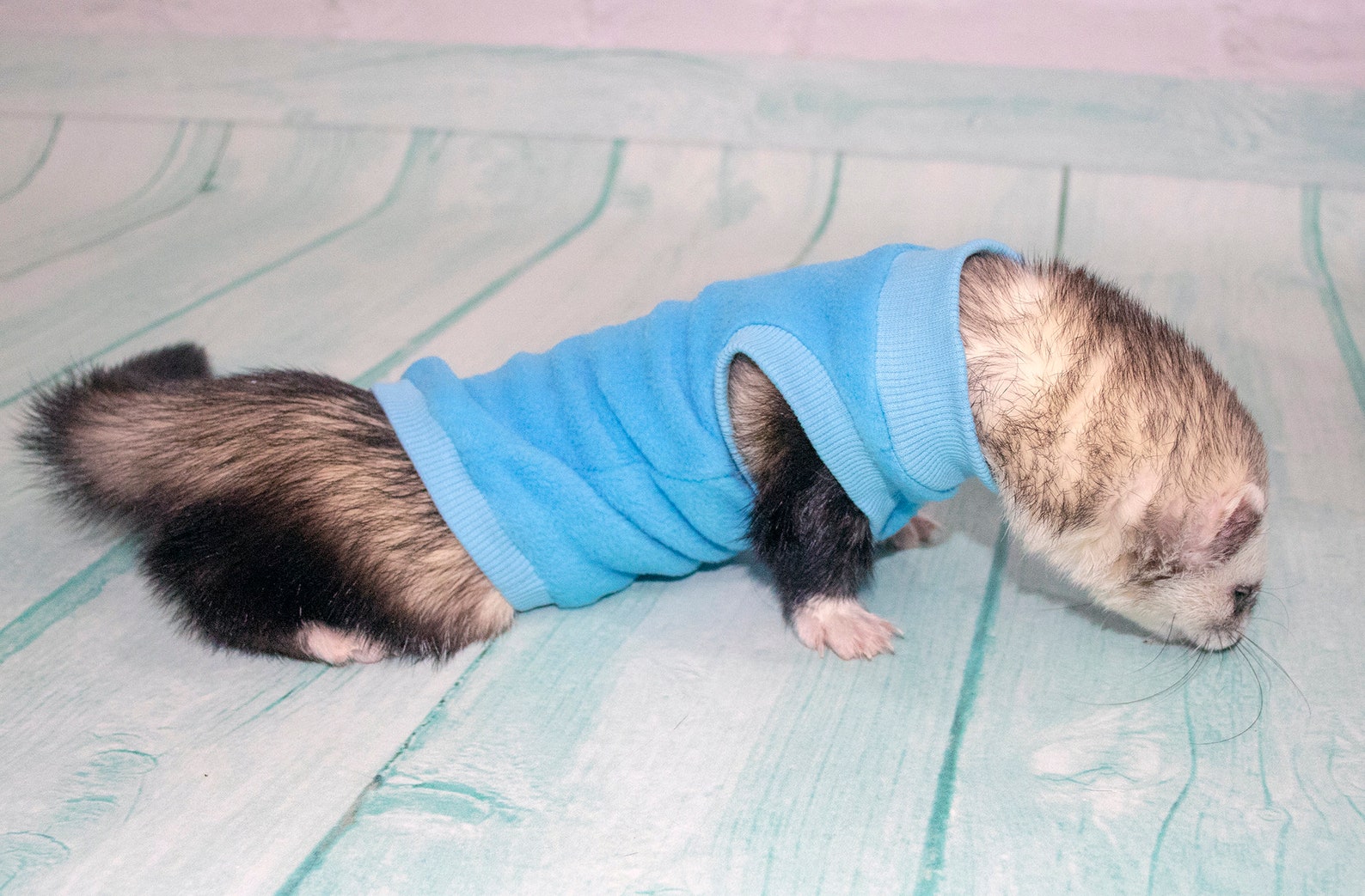 Ferret Clothes . Sweater and Tshirt for Ferrets Warm Clothes Etsy