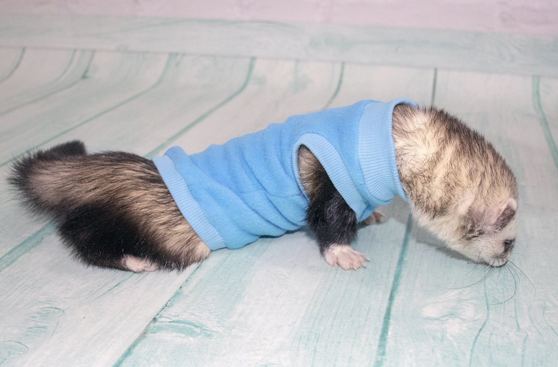 Ferret clothes . sweater and tshirt for ferrets warm clothes Etsy