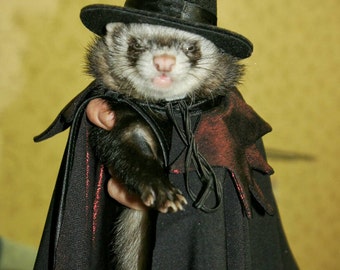 Count Dracula's Cape Halloween Vampire Cape Halloween Ferret. Suit for Ferrets. Christmas. Dracula. Vampire