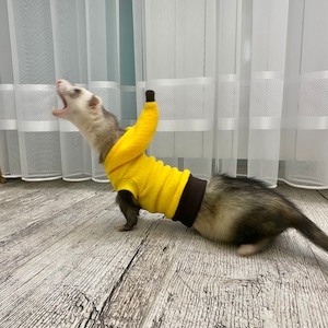 Banana costume for ferrets , Halloween ferrets