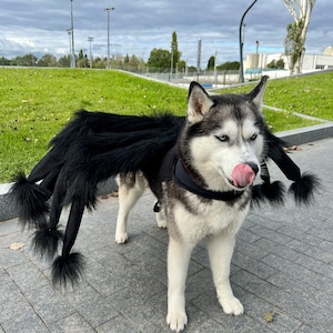 Large dog spider halloween costume deals