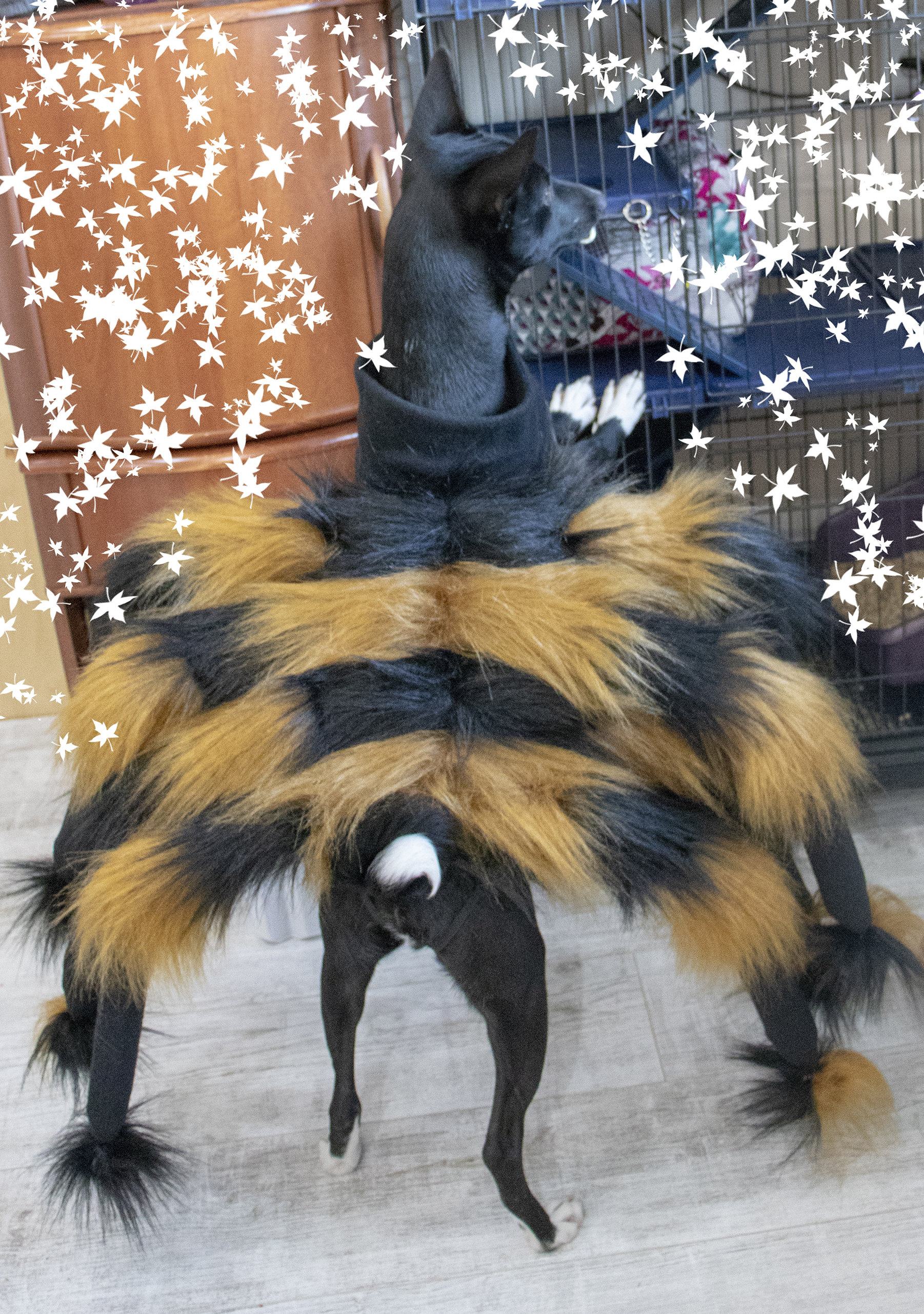 Creepy Spider Costume for Small and Large Dogs Pet Costumes.dog