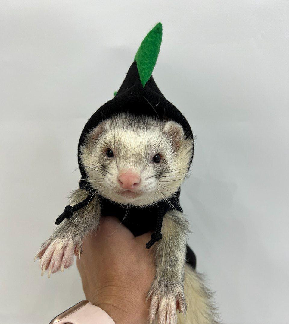 FerretShopKidsPets - Etsy