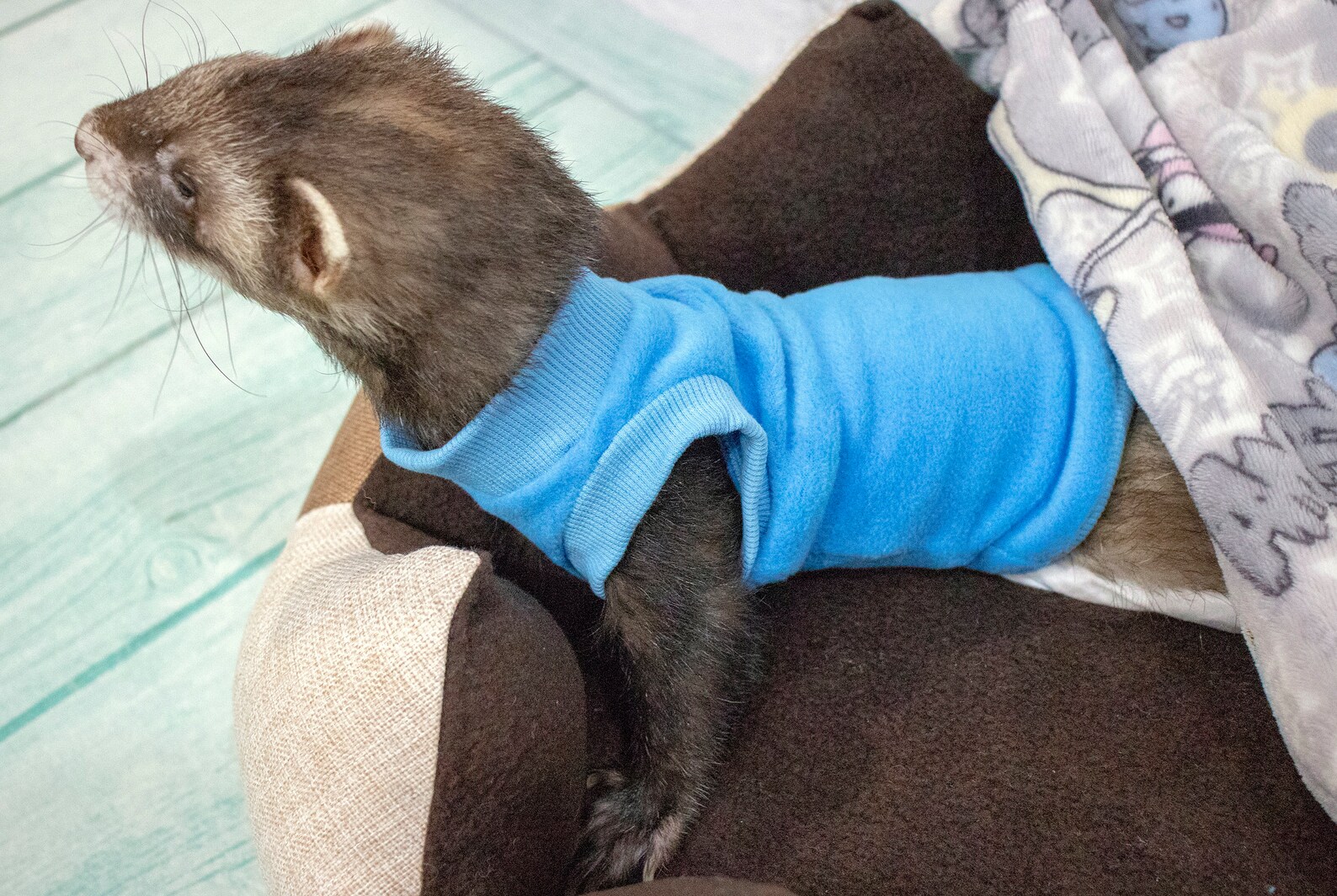 Ferret Clothes . Sweater and Tshirt for Ferrets Warm Clothes Etsy