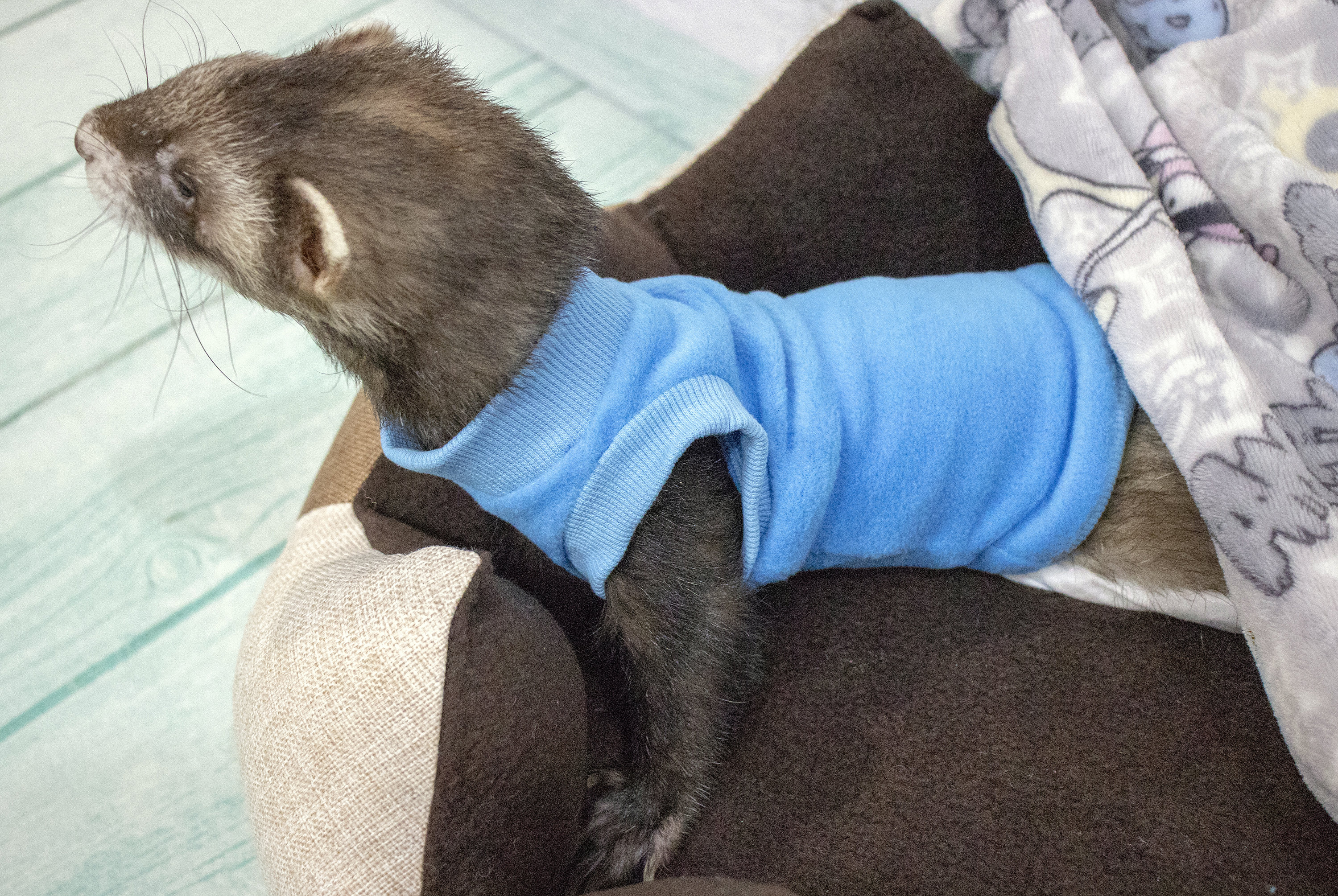Ferret clothes . sweater and tshirt for ferrets warm clothes. Etsy