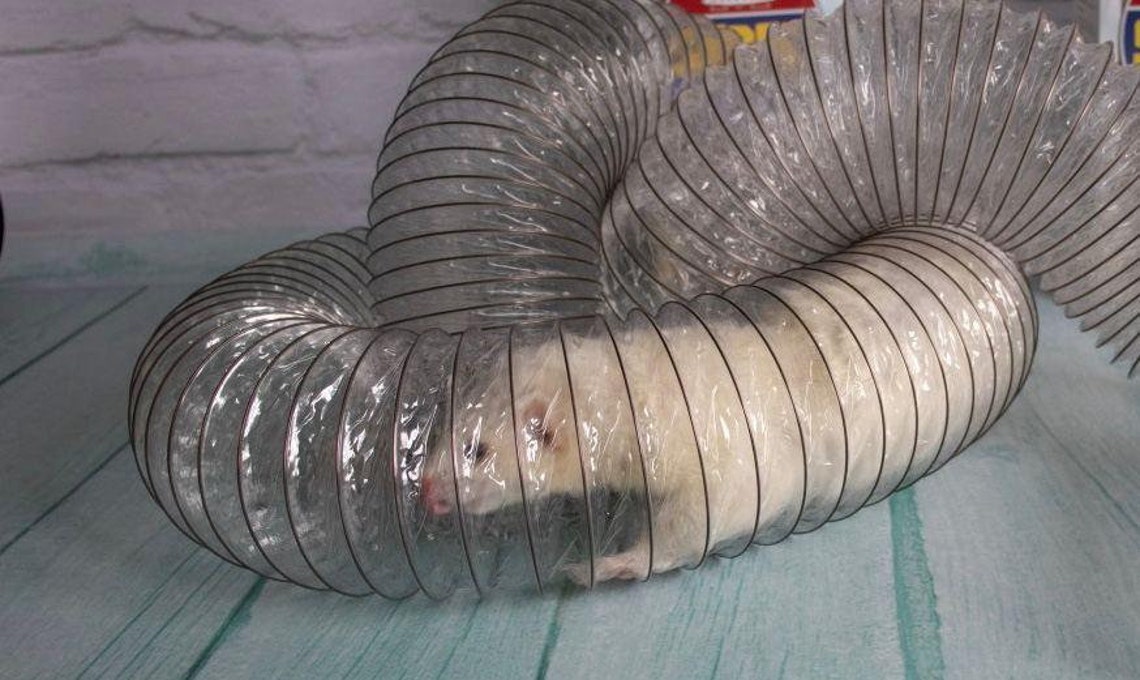 Transparent tunnel playing with the ferret.long through Etsy