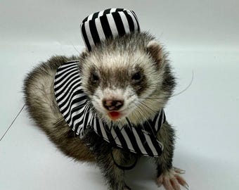 May include: A ferret wearing a black and white striped hat and matching outfit. The ferret is looking directly at the camera with its tongue sticking out.
