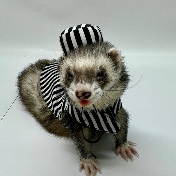 Ferret in Prisoner Halloween Costume .pets Etsy