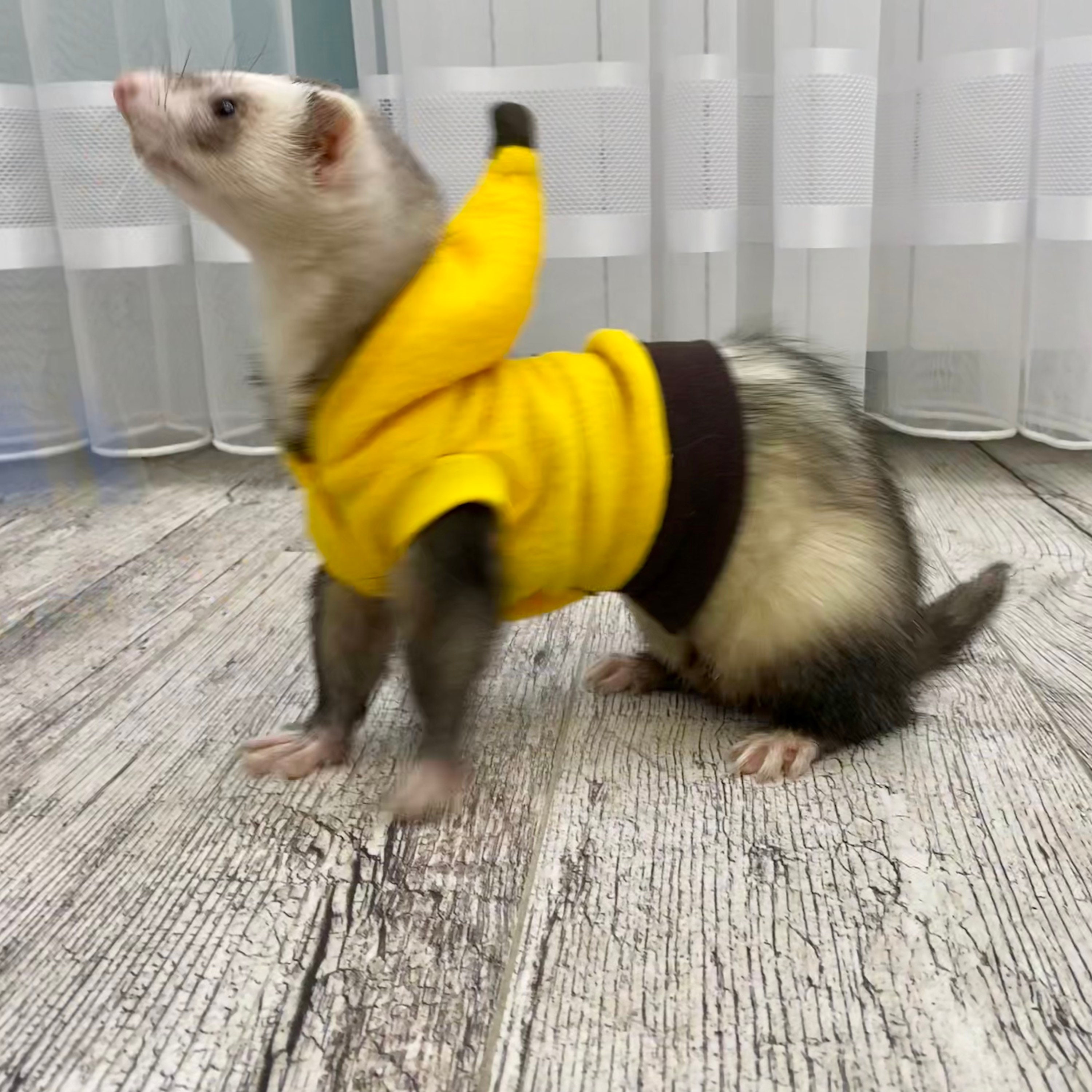 Banana Costume for Ferrets Halloween Ferrets Etsy UK