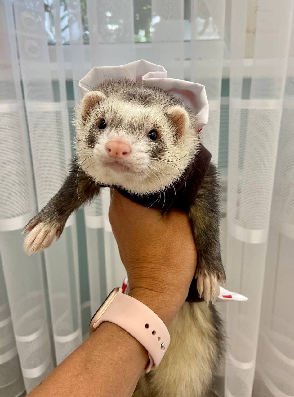 Ferret Costume Tootsie Roll Halloween ferret Clothescandy Etsy