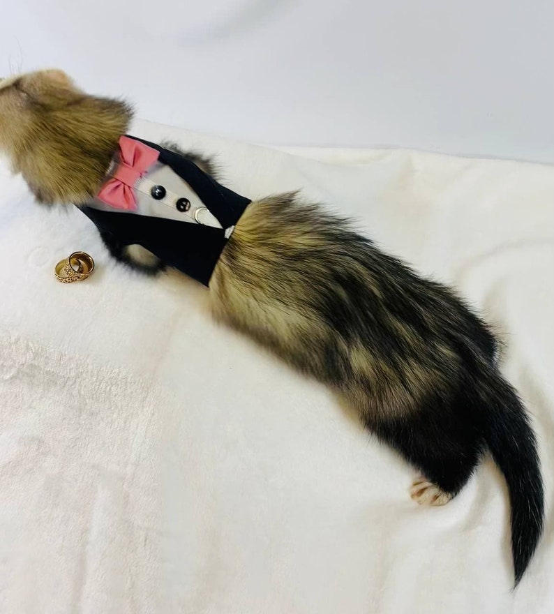 Ferret tuxedo harness groom ferret ferret tuxedo wedding Etsy