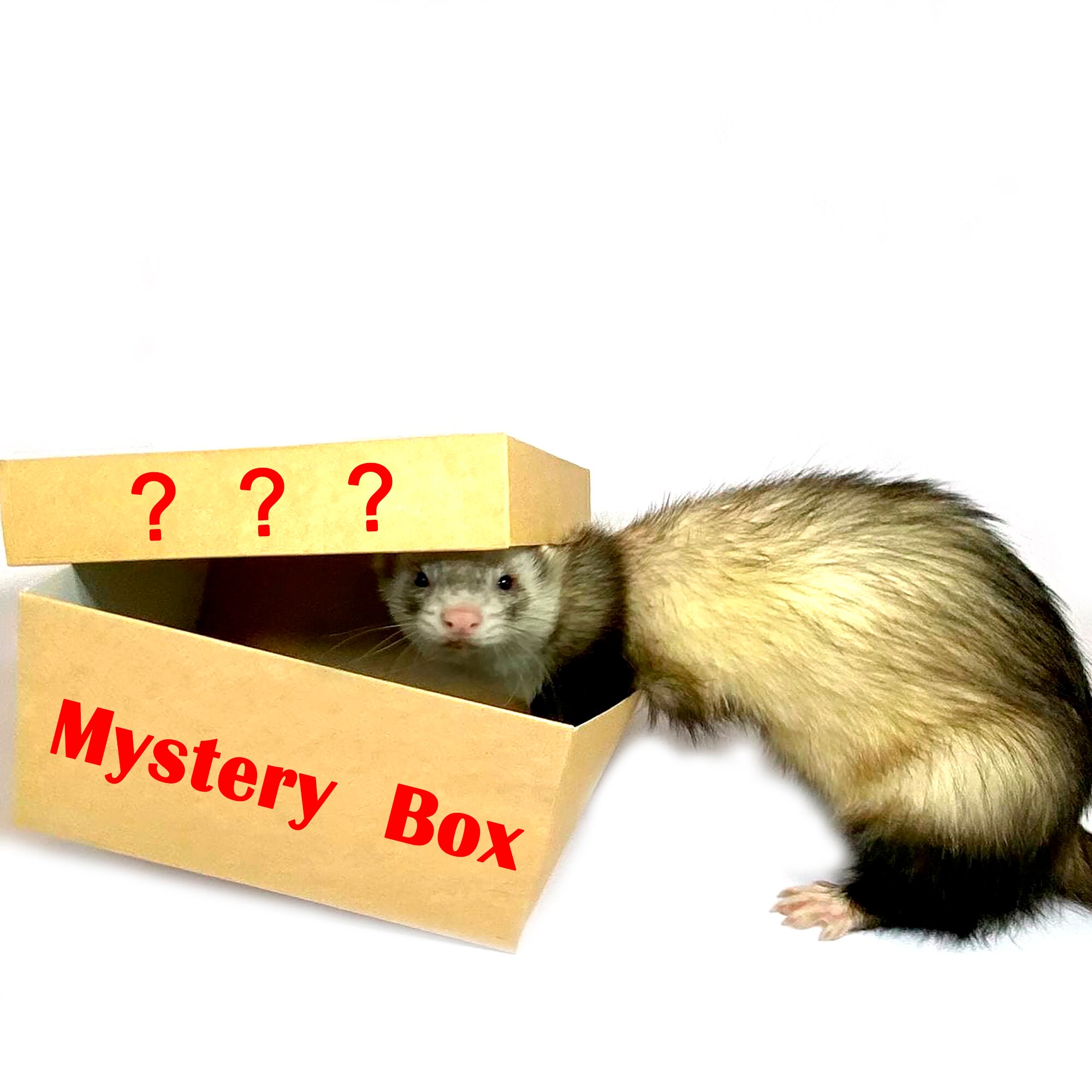 Mystery Box Ferret box pet surprise box Etsy